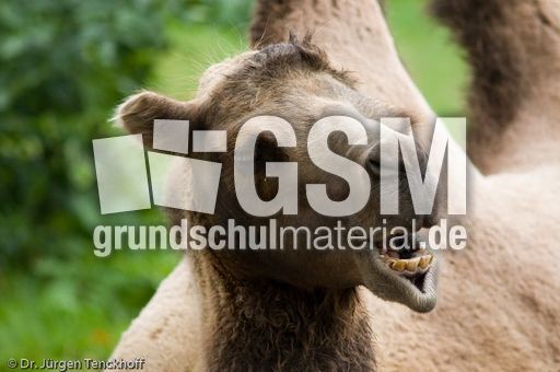 Kamel (26 von 108).jpg